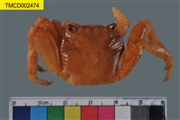 藏品(白紋方蟹)的圖片